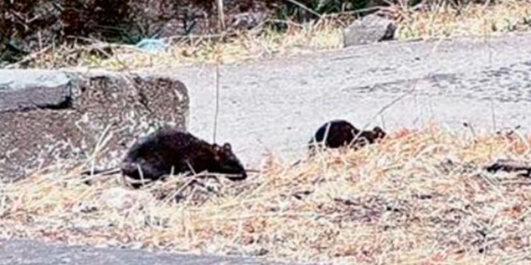 Más de 95 muertos y mil casas derrumbadas deja fuertes sismo en el Tíbet