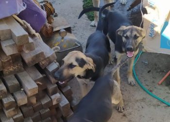 Empresa de «scooters» de Viña del Mar cierra tras el robo del 80% de su flota