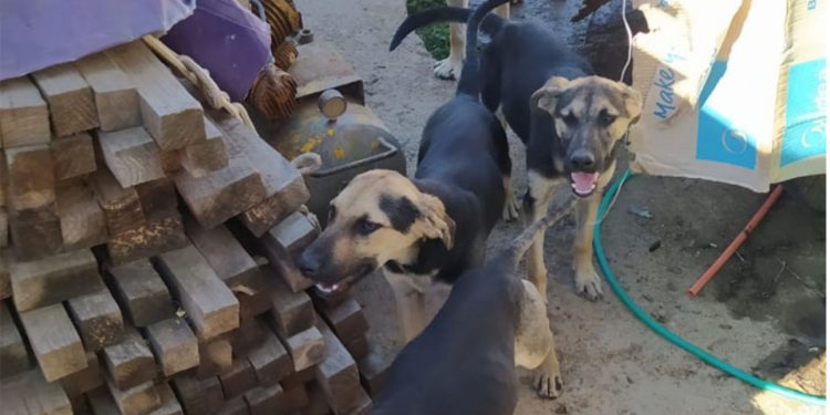 Empresa de «scooters» de Viña del Mar cierra tras el robo del 80% de su flota