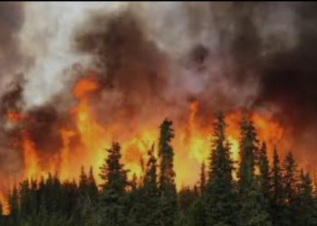 Red de electro movilidad incorporará 50 buses eléctricos a su flota en Santiago