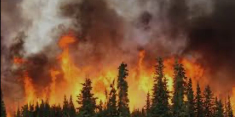 Red de electro movilidad incorporará 50 buses eléctricos a su flota en Santiago