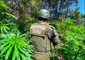 Encuentran casi 5 mil plantas de Marihuana en Pichilemu