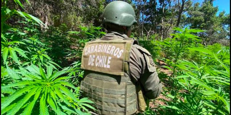 Encuentran casi 5 mil plantas de Marihuana en Pichilemu