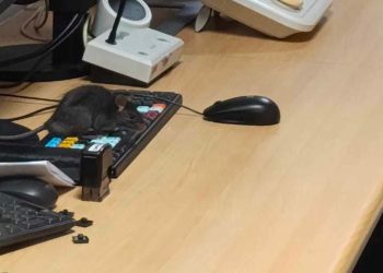 Detienen a modelo Denisse Campos por «amenazas de muerte y daños» en bar de Viña del Mar