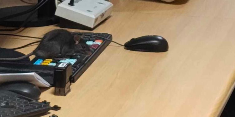 Detienen a modelo Denisse Campos por «amenazas de muerte y daños» en bar de Viña del Mar