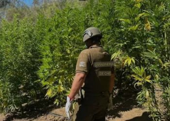 Carabineros logró incautar más de dos mil plantas de cannabis en La Ligua