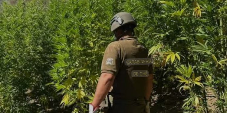 Carabineros logró incautar más de dos mil plantas de cannabis en La Ligua