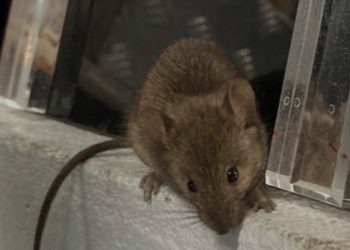 Joven de 17 años muere asesinado en Peñalolén tras recibir varios impactos de bala