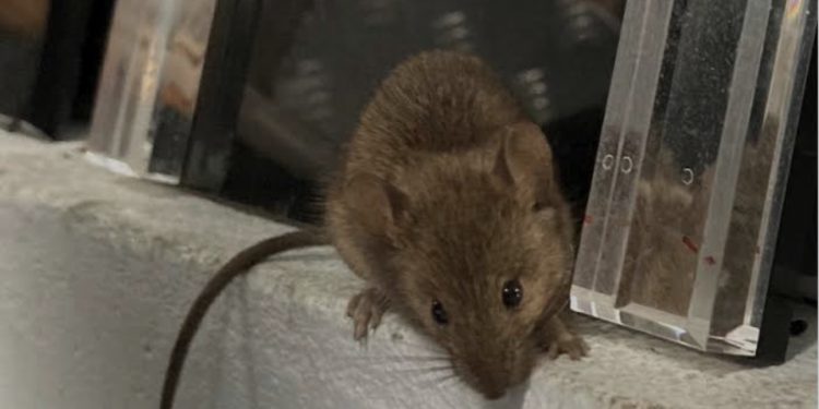 Joven de 17 años muere asesinado en Peñalolén tras recibir varios impactos de bala