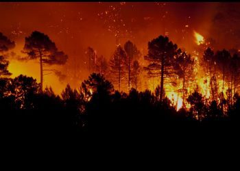 Declaran alerta roja en Los Sauces y Lumaco y más de 4 mil hectáreas se han consumido en el Biobío