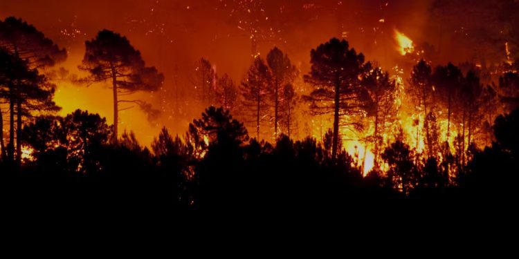 Declaran alerta roja en Los Sauces y Lumaco y más de 4 mil hectáreas se han consumido en el Biobío