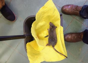 Suspenden hasta el viernes las clases en liceo de Valparaíso por plaga de ratones