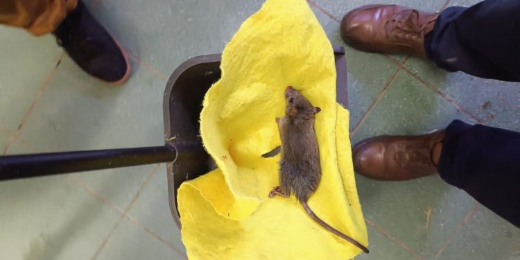 Suspenden hasta el viernes las clases en liceo de Valparaíso por plaga de ratones