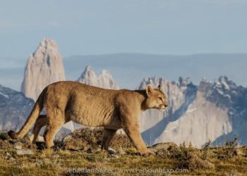 Policía indaga baleo a profesor de Karate que fue herido frente a sus alumnos en Calera de Tango