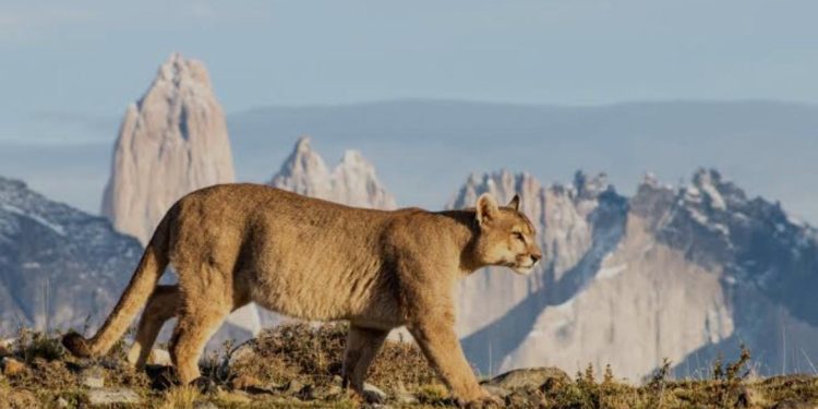 Policía indaga baleo a profesor de Karate que fue herido frente a sus alumnos en Calera de Tango
