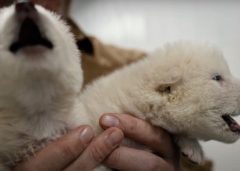 Corte Suprema ratifica desafuero de Catalina Pérez y Fiscalía pide fecha para formalización