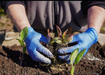 USM avanza en aislamiento de bacterias para biorremediación de sitios contaminados