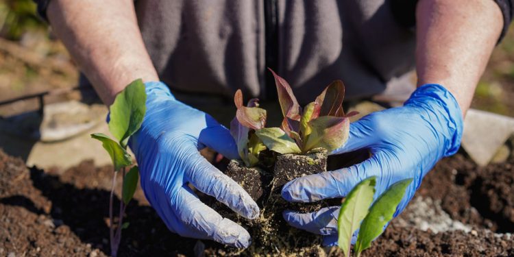 USM avanza en aislamiento de bacterias para biorremediación de sitios contaminados