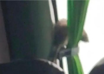 SHOA descarta tsunami en las costas chilenas tras sismo 5.0 en Rapa Nui