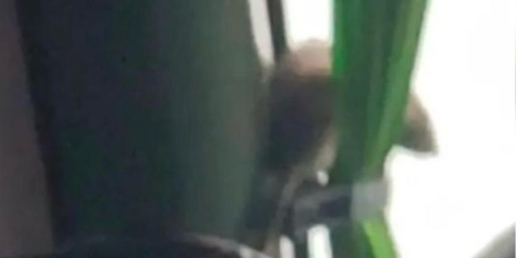 SHOA descarta tsunami en las costas chilenas tras sismo 5.0 en Rapa Nui