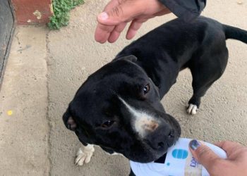 Perro ingresó a sala de clases y mordió a cuatro estudiantes en Limache