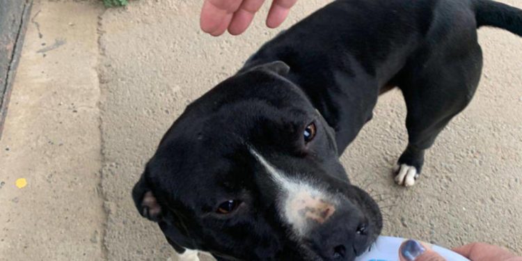 Perro ingresó a sala de clases y mordió a cuatro estudiantes en Limache