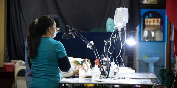 Más de 3.000 perros se espera estilizar desde agosto en Valparaíso