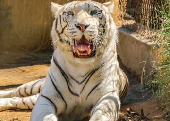 Fallece tigresa Michelle en el Zoológico de Quilpué tras falla renal y aplicación de eutanasia