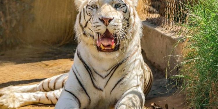 Fallece tigresa Michelle en el Zoológico de Quilpué tras falla renal y aplicación de eutanasia