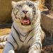 Fallece tigresa Michelle en el Zoológico de Quilpué tras falla renal y aplicación de eutanasia