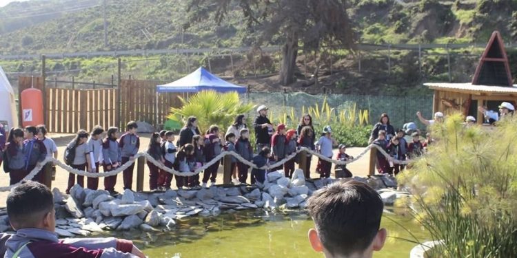 300 niños del Colegio Saint Thomas de Playa Ancha visitaron gratuitamente Acuario Vivamar en Ritoque