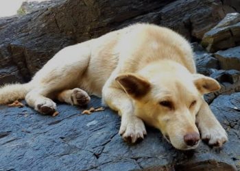 Familia presenta demanda por $600 millones contra Mall de Viña del Mar por accidente que casi le cuesta la mano a una niña escalera