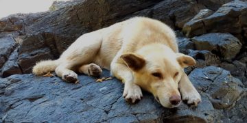 Familia presenta demanda por $600 millones contra Mall de Viña del Mar por accidente que casi le cuesta la mano a una niña escalera