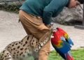 Trágico incidente en show de BuinZoo dejó un Gucamayo muerto tras ataque de un felino