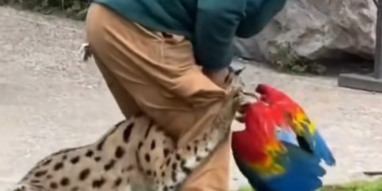 Trágico incidente en show de BuinZoo dejó un Gucamayo muerto tras ataque de un felino