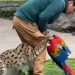 Trágico incidente en show de BuinZoo dejó un Gucamayo muerto tras ataque de un felino