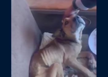 Bencinas subirían más de $20 por litro la próxima semana