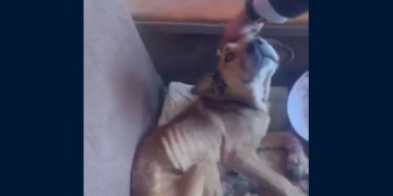 Bencinas subirían más de $20 por litro la próxima semana