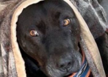 Alimentación Saludable en Fiestas Patrias: Disfrutar con Equilibrio