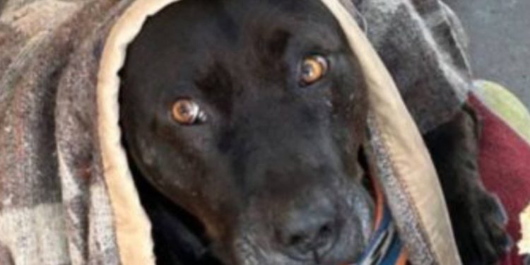 Alimentación Saludable en Fiestas Patrias: Disfrutar con Equilibrio