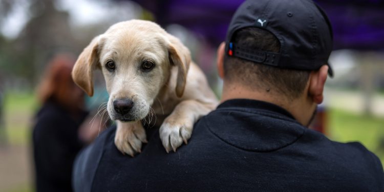 Fiestas Patrias, prevención y cuidado de la salud