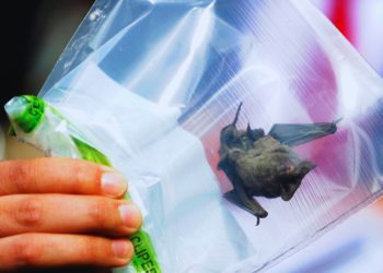 Quillota inaugura Centro de Acompañamiento Familiar Primavera para fortalecer apoyo biopsicosocial a familias