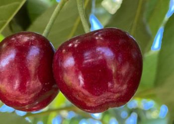 Halloween: la magia del juego y el disfraz