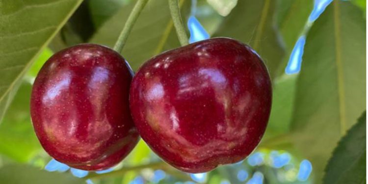 Halloween: la magia del juego y el disfraz