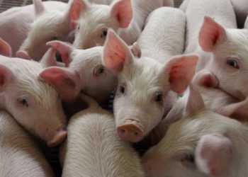 Noches calurosas disparan el estrés y deterioran la salud mental