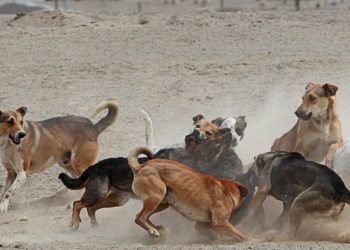 AH3N2 ya está Chile