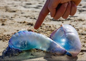 Celebramos un avance para las personas mayores