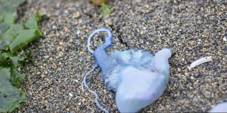 Temporada de verano y salud mental