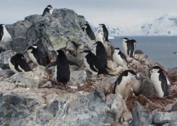 Confirman influenza aviar en la Antártica por tercer año consecutivo