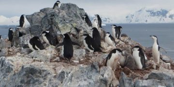 Confirman influenza aviar en la Antártica por tercer año consecutivo